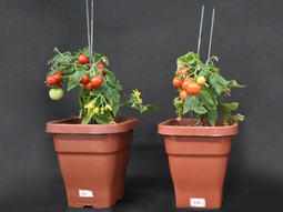 Planta de tomate salvaje (izq.) y mutante que no expresa el gen SlBBX20 (der). Créditos: Bruno Silvestre Lira