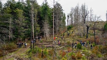 Reforestación de bosques en Chubut. Reforestación de bosques en Chubut.