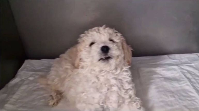 Perro de dos meses se intoxicó con marihuana y veterinarios alertan por el uso de drogas en animales