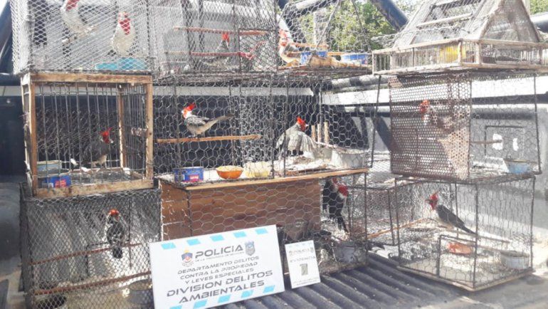 San Patricio del Chañar: allanan chacra por la venta clandestina de cardenales autóctonos