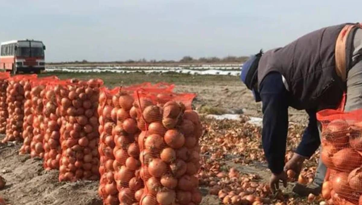 La cebolla fue el producto que mas subió de precio en julio con un 57%.&nbsp;