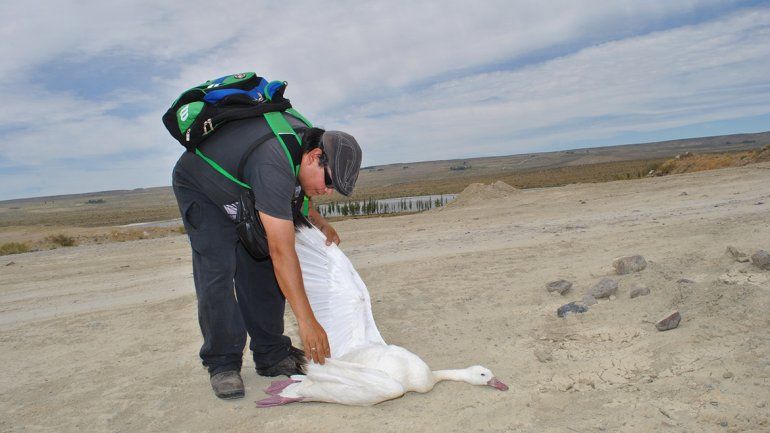 Preocupa la muerte de coscorobas cerca de la laguna La Solitaria