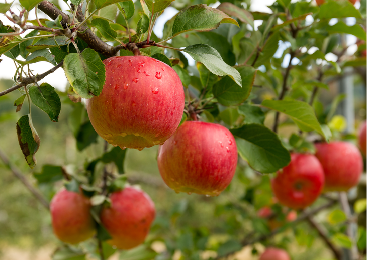 La producción de manzana, clave en el desarrollo productivo de Neuquén. La producción de manzana, clave en el desarrollo productivo de Neuquén.