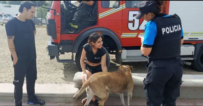 La joven rescatista sufrió un corte en una mano y quedó exhausta tras el rescate del perro callejero. La joven rescatista sufrió un corte en una mano y quedó exhausta tras el rescate del perro callejero.