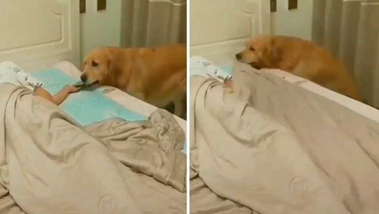 Perrito que arropa a su dueño dormido enternece todo YouTube