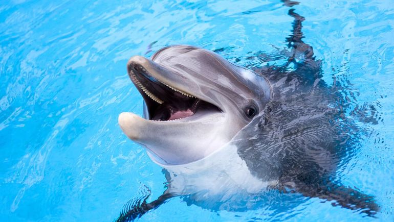 Los delfines sonríen cuando juegan. Los delfines sonríen cuando juegan.