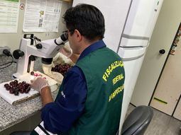 El hallazgo de una plaga ausente en Brasil desató un operativo urgente en Guarulhos para impedir riesgos a la fruticultura nacional. El hallazgo de una plaga ausente en Brasil desató un operativo urgente en Guarulhos para impedir riesgos a la fruticultura nacional.