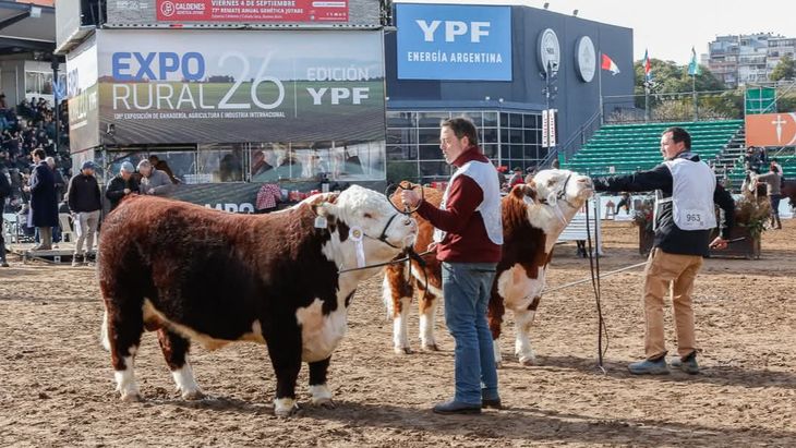 El toro de 19 meses y 740 kilos se vendió por $30 millones en un remate histórico. El toro de 19 meses y 740 kilos se vendió por $30 millones en un remate histórico.