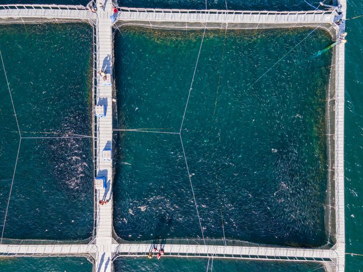 Un punto clave es la condición de libre de enfermedades de declaración obligatoria de los salmónidos. Foto: gentileza. Un punto clave es la condición de libre de enfermedades de declaración obligatoria de los salmónidos. Foto: gentileza.