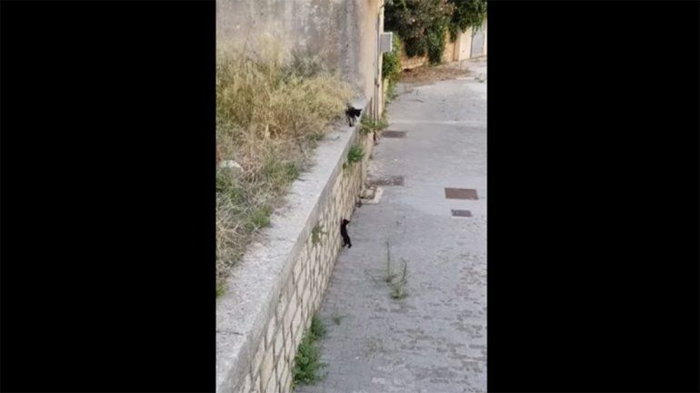 Una madre gata ayuda a su cría a trepar un muro