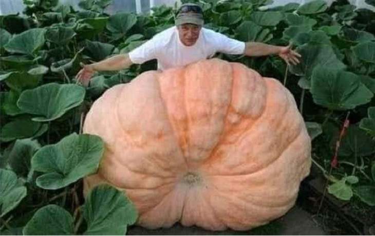 Los agricultores intentan superarse unos a otros con calabazas del tamaño de un auto. Foto: Euronews. Los agricultores intentan superarse unos a otros con calabazas del tamaño de un auto. Foto: Euronews.