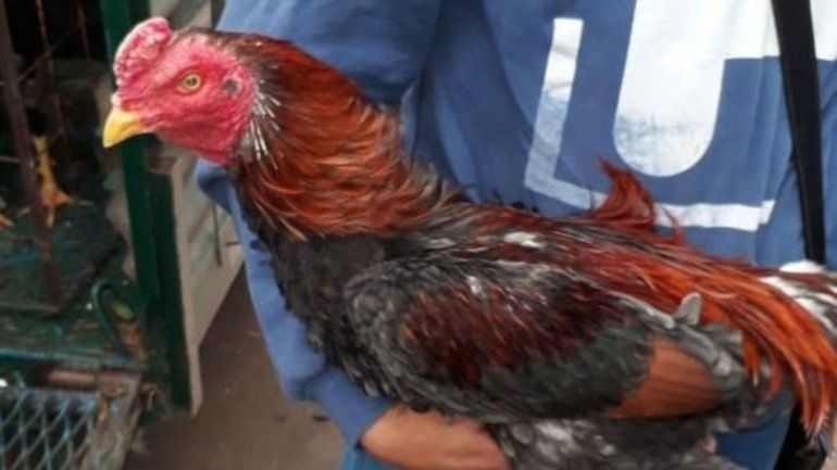 Riñas de gallos detrás de una iglesia evangélica: secuestran 42 animales