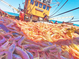 Pesca +58,2% ia en sep-2025: aportó 1,36 pp al crecimiento del EMAE y explicó 27% del total. Pesca +58,2% ia en sep-2025: aportó 1,36 pp al crecimiento del EMAE y explicó 27% del total.