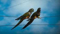 El loro barranquero invade ciudades de la Patagonia, pero no por elección: qué explica la ciencia El loro barranquero invade ciudades de la Patagonia, pero no por elección: qué explica la ciencia