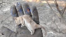 el dia despues del incendio en valle madgalena: muerte de animales por su habitat destruido