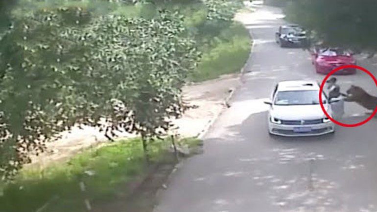 El animal salvaje atacó a la primera mujer que se bajó del auto. La otra