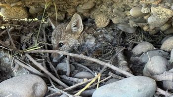 encontraron una cria de zorro en plena costanera de junin de los andes: asi fue el rescate encontraron una cria de zorro en plena costanera de junin de los andes: asi fue el rescate