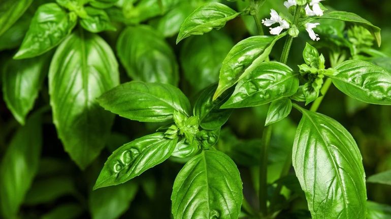 Albahaca con limón: por qué es una de las mejores plantas para el hogar Albahaca con limón: por qué es una de las mejores plantas para el hogar