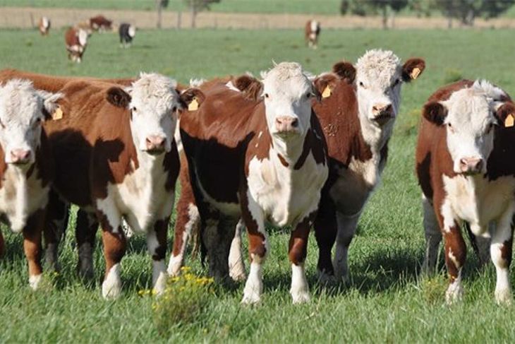 En la Patagonia, prevalece la producción de novillos livianos de no más de 350 kilos para faena. En la Patagonia, prevalece la producción de novillos livianos de no más de 350 kilos para faena.