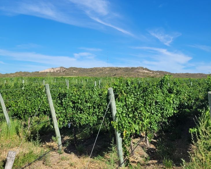 Parte de lo que se produce en estos terruños se exporta. Foto: gentileza. Parte de lo que se produce en estos terruños se exporta. Foto: gentileza.