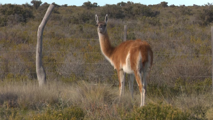 Para los productores de la Patagonia Sur, el guanaco es un problema, ya que compite con las ovejas por el alimento y el agua. Para los productores de la Patagonia Sur, el guanaco es un problema, ya que compite con las ovejas por el alimento y el agua.