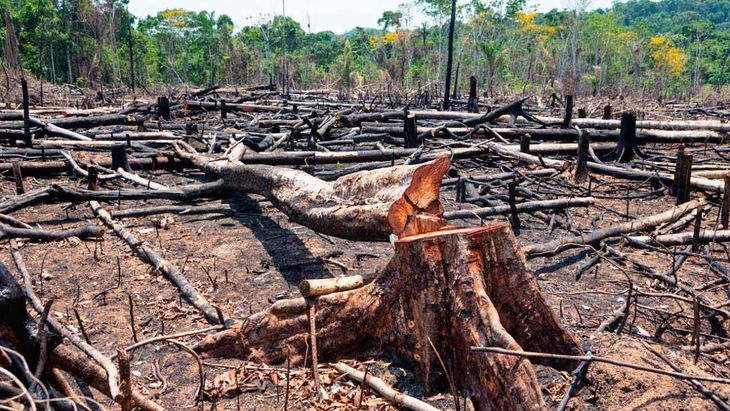 El Chaco, en la mira de los ambientalistas europeos.