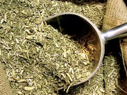 La yerba mate es un cultivo de gran importancia económica y cultural en varios países de Sudamérica. La yerba mate es un cultivo de gran importancia económica y cultural en varios países de Sudamérica.
