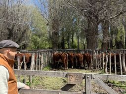 Marcos Lauge confirmó que, pese a la baja del consumo a nivel nacional, la provincia mantuvo estable su faena bovina gracias al rol de los engordes, la producción local y una demanda interna sostenida. Marcos Lauge confirmó que, pese a la baja del consumo a nivel nacional, la provincia mantuvo estable su faena bovina gracias al rol de los engordes, la producción local y una demanda interna sostenida.