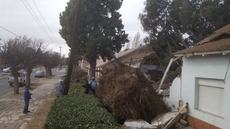 Una familia se salvó de milagro al salir de su casa antes de que un árbol se derrumbe