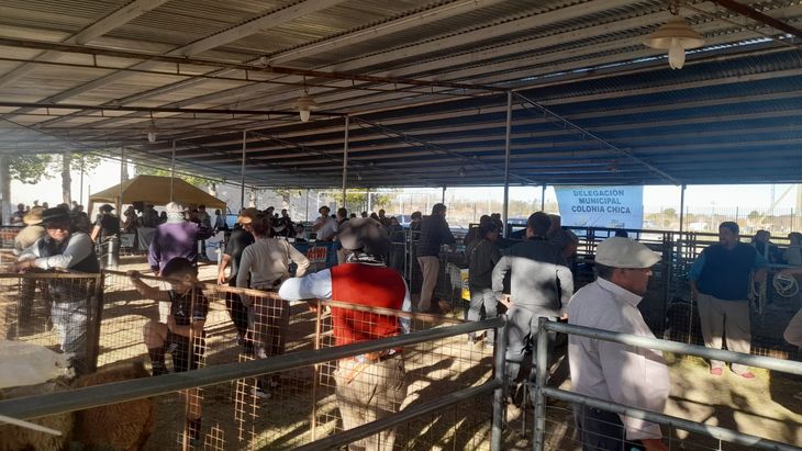 Mientras se produce alfalfa y se trabaja por la raza Mientras se produce alfalfa y se trabaja por la raza