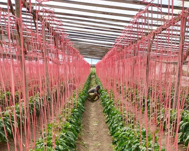 El tomate lidera la producción bajo polietileno, seguido por el pimiento y la berenjena. El tomate lidera la producción bajo polietileno, seguido por el pimiento y la berenjena.