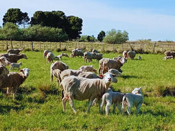 Oveja Merino Dohne con su cordero: destacada aptitud materna que se refleja desde la primera generación. Foto: INTA Oveja Merino Dohne con su cordero: destacada aptitud materna que se refleja desde la primera generación. Foto: INTA
