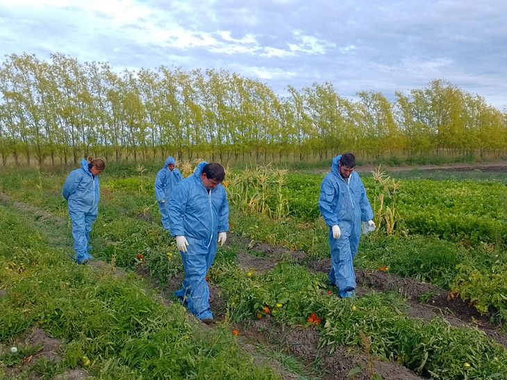 Se recomienda limpiar y desinfectar el invernadero. Foto: Senasa Se recomienda limpiar y desinfectar el invernadero. Foto: Senasa
