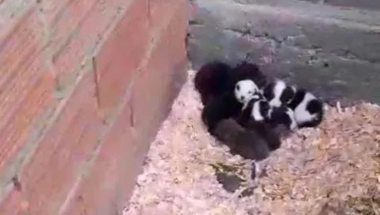 Rescataron a nueve perros maltratados en Trevelin