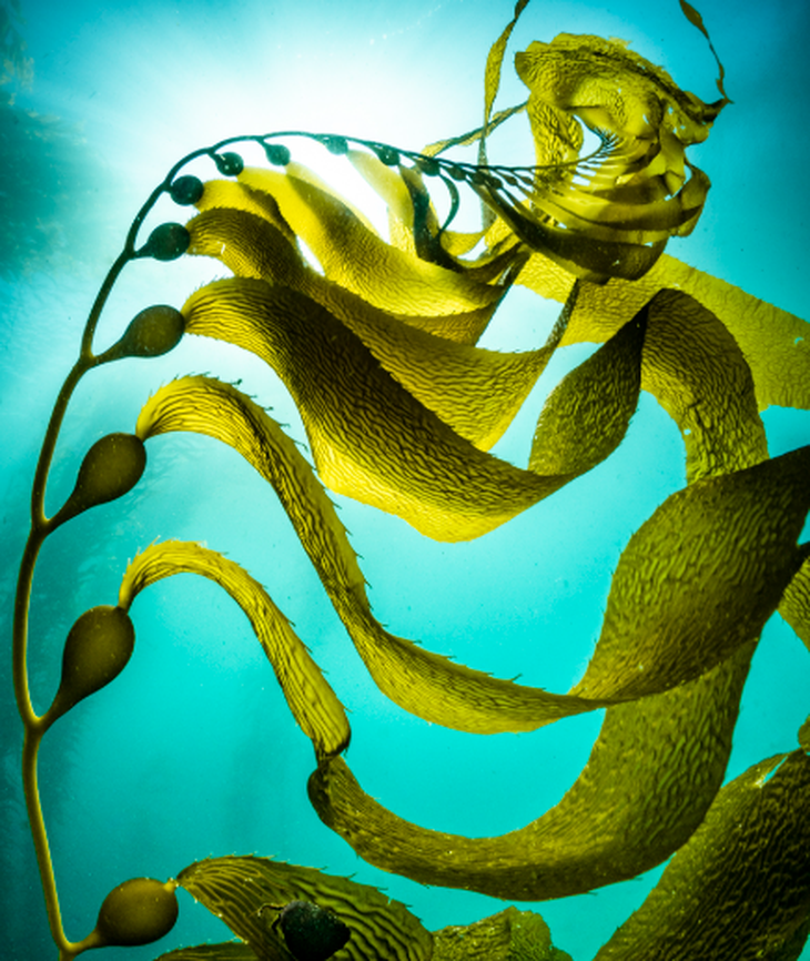 Foto: /inaturalist.mma.gob.cl/ Foto: /inaturalist.mma.gob.cl/