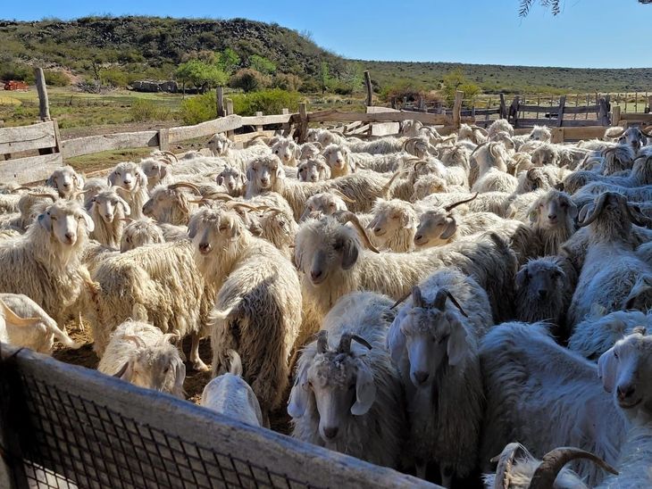 El valor logrado superó en más del doble lo que ofrecen los barraqueros a productores no asociados. El valor logrado superó en más del doble lo que ofrecen los barraqueros a productores no asociados.