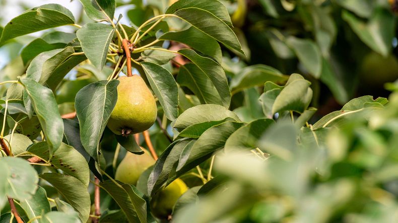 Menor disponibilidad de peras para la exportación, fue una de las claves de esta desaceleración. | LM Neuquen Menor disponibilidad de peras para la exportación, fue una de las claves de esta desaceleración.