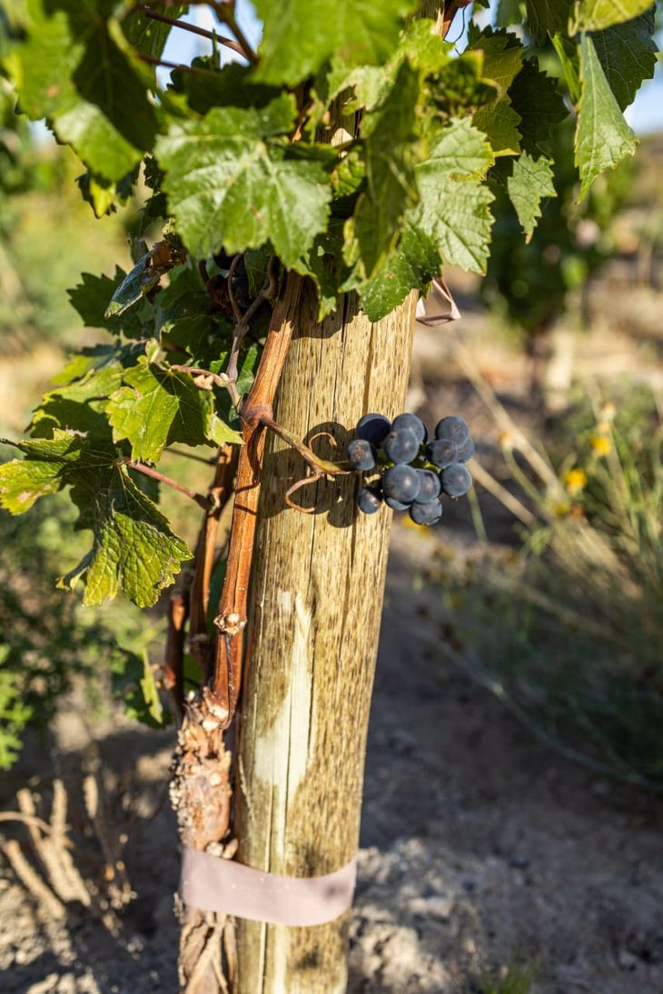 Valle Azul, un terruño especial para producir vinos con una personalidad única. Foto: gentileza. Valle Azul, un terruño especial para producir vinos con una personalidad única. Foto: gentileza.