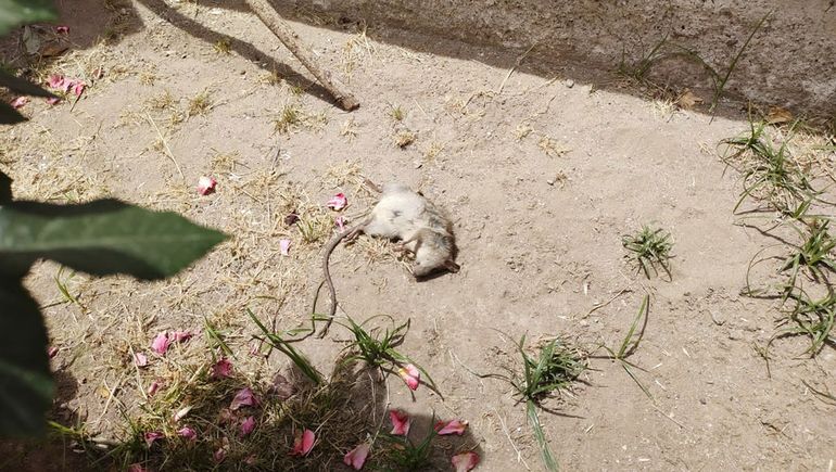 Preocupación por la aparición de ratas en Alta Barda