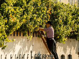 la vid mas antigua del mundo fue plantada hace 450 anos la vid mas antigua del mundo fue plantada hace 450 anos