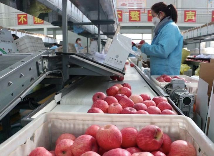 Las exportaciones frutícolas chinas crecen en toneladas