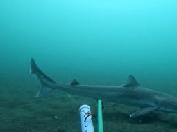 ¿son un peligro? detectaron cinco especies de tiburones frente a la costa rionegrina ¿son un peligro? detectaron cinco especies de tiburones frente a la costa rionegrina