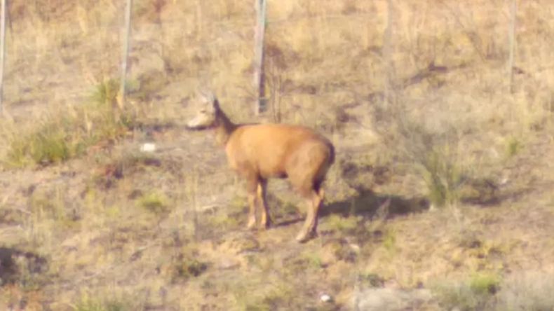 La hembra de huemul avistada cerca de la ruta alternativa de acceso al Parque Lago Puelo, en Chubut.  