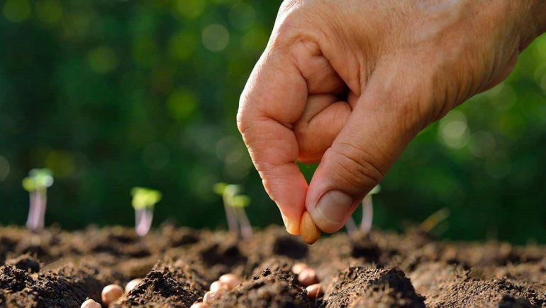 ¿Qué significa soñar con sembrar?