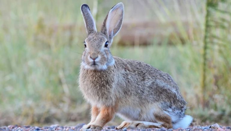 Colorado alberga tres especies diferentes de conejos de cola de algodón: el de montaña, el del desierto y el del este Colorado alberga tres especies diferentes de conejos de cola de algodón: el de montaña, el del desierto y el del este