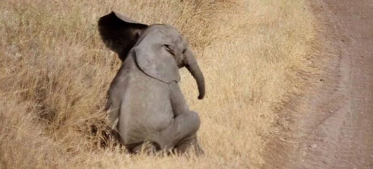 El elefante no deja de sumar interacciones en Instagram