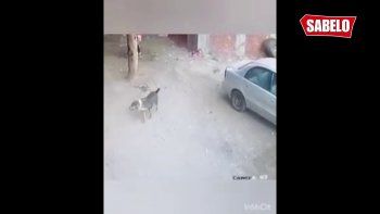 gato heroe le salvo la vida a un nino atacado por un perro gato heroe le salvo la vida a un nino atacado por un perro