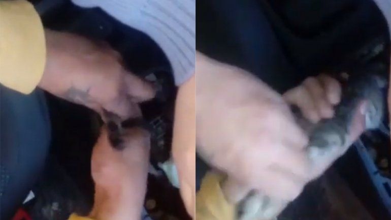 Video: desarmaron un auto para poder rescatar a un gatito