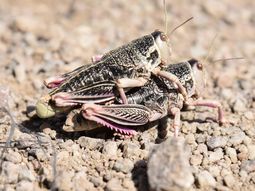 alerta por tucuras en rio negro: monitoreo y plan de control alerta por tucuras en rio negro: monitoreo y plan de control