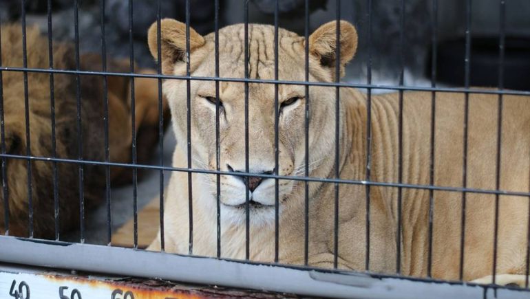 Operativo en el ex Zoo de Luján: analizan el rescate de 60 leones y tigres
